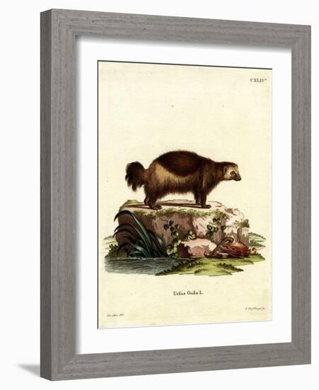 Wolverine-null-Framed Giclee Print