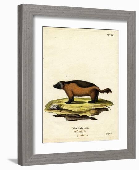 Wolverine-null-Framed Giclee Print