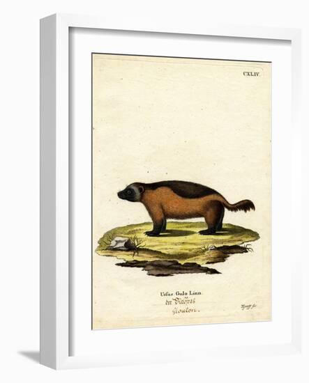 Wolverine-null-Framed Giclee Print