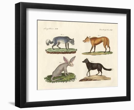 Wolves and Foxes-null-Framed Giclee Print