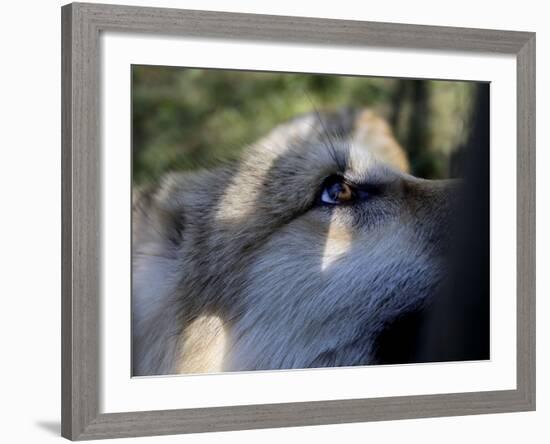 Wolves in Westchester-Seth Wenig-Framed Photographic Print