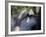 Wolves in Westchester-Seth Wenig-Framed Photographic Print