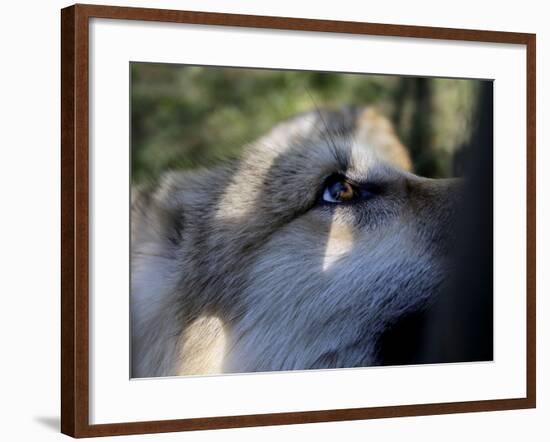 Wolves in Westchester-Seth Wenig-Framed Photographic Print