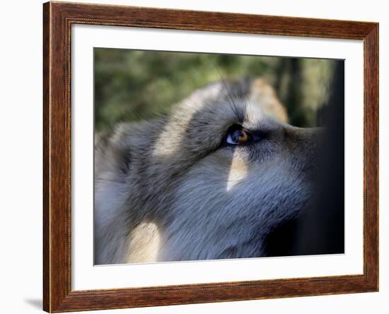 Wolves in Westchester-Seth Wenig-Framed Photographic Print