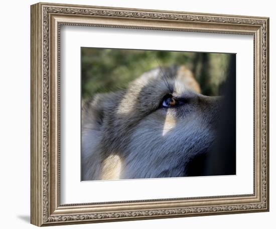 Wolves in Westchester-Seth Wenig-Framed Photographic Print