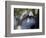 Wolves in Westchester-Seth Wenig-Framed Photographic Print