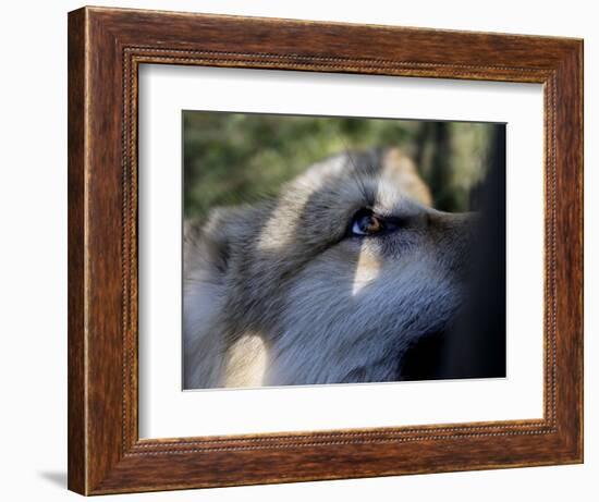 Wolves in Westchester-Seth Wenig-Framed Photographic Print