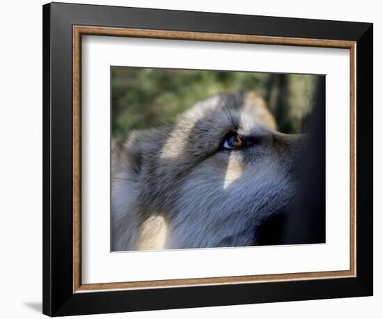 Wolves in Westchester-Seth Wenig-Framed Photographic Print