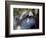 Wolves in Westchester-Seth Wenig-Framed Photographic Print