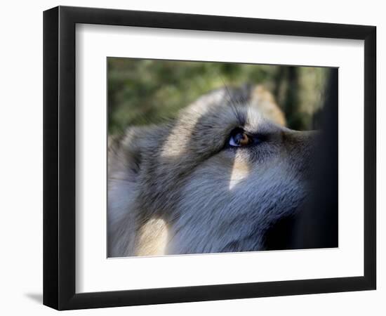 Wolves in Westchester-Seth Wenig-Framed Photographic Print