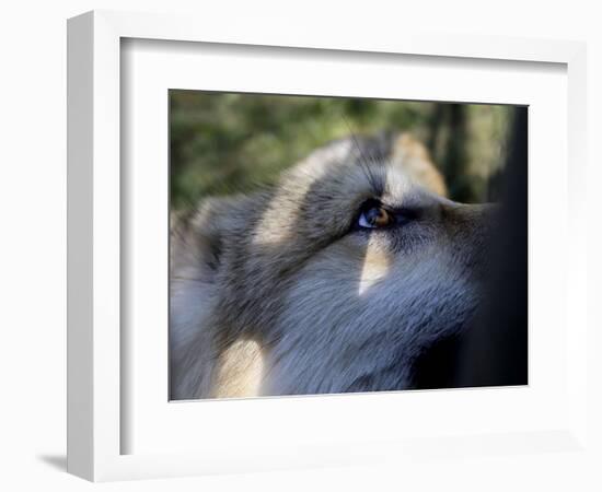 Wolves in Westchester-Seth Wenig-Framed Photographic Print