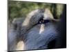 Wolves in Westchester-Seth Wenig-Mounted Photographic Print