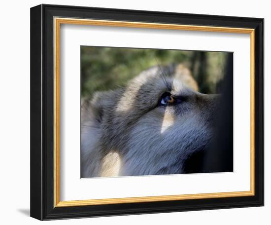 Wolves in Westchester-Seth Wenig-Framed Photographic Print