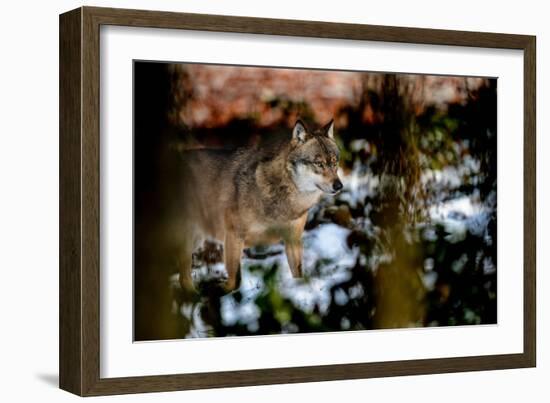 Wolves in Winter-Reiner Bernhardt-Framed Photographic Print