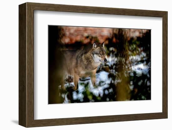 Wolves in Winter-Reiner Bernhardt-Framed Photographic Print