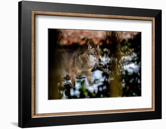 Wolves in Winter-Reiner Bernhardt-Framed Photographic Print