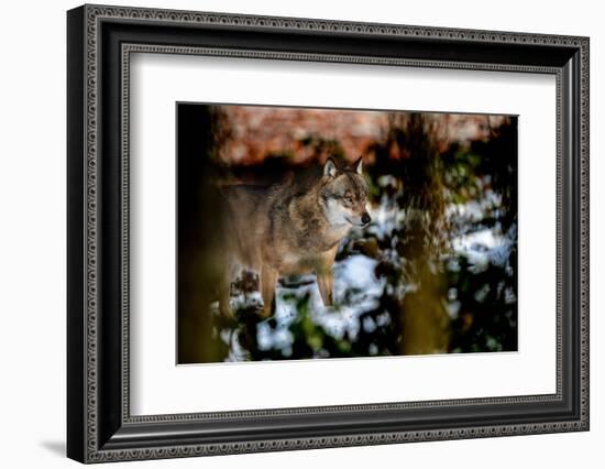 Wolves in Winter-Reiner Bernhardt-Framed Photographic Print