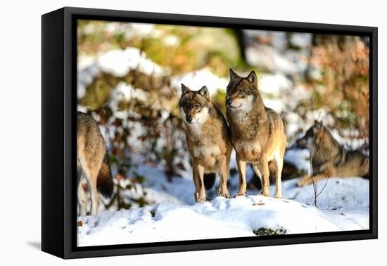 Wolves in Winter-Reiner Bernhardt-Framed Premier Image Canvas