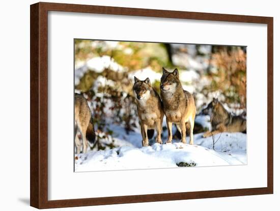 Wolves in Winter-Reiner Bernhardt-Framed Photographic Print