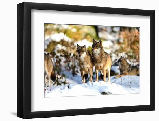 Wolves in Winter-Reiner Bernhardt-Framed Photographic Print