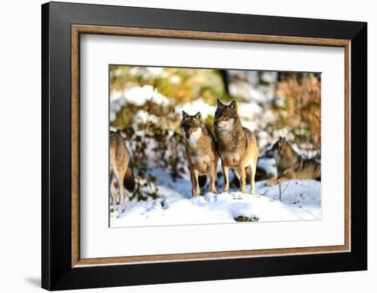 Wolves in Winter-Reiner Bernhardt-Framed Photographic Print