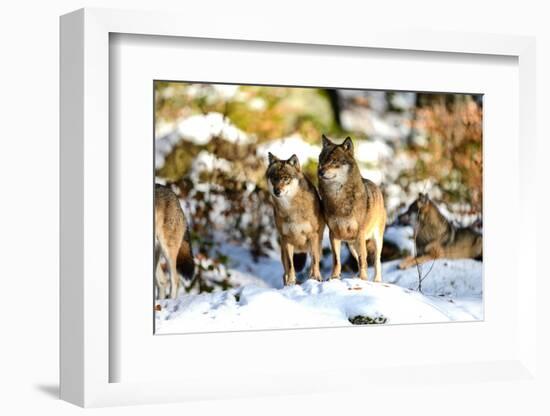 Wolves in Winter-Reiner Bernhardt-Framed Photographic Print
