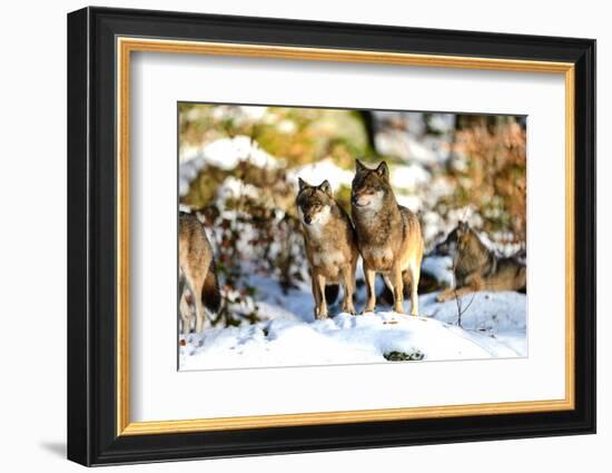 Wolves in Winter-Reiner Bernhardt-Framed Photographic Print