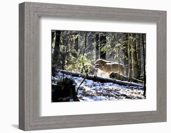 Wolves, Mating Season-Reiner Bernhardt-Framed Photographic Print