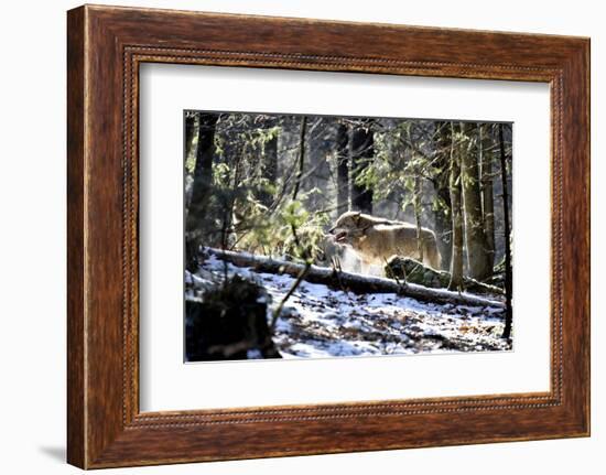 Wolves, Mating Season-Reiner Bernhardt-Framed Photographic Print