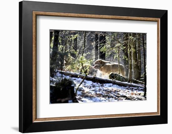 Wolves, Mating Season-Reiner Bernhardt-Framed Photographic Print