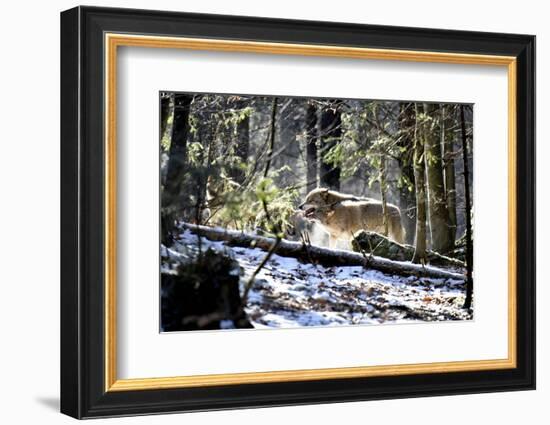 Wolves, Mating Season-Reiner Bernhardt-Framed Photographic Print