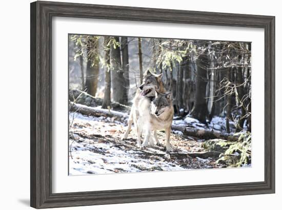 Wolves, Mating-Reiner Bernhardt-Framed Photographic Print