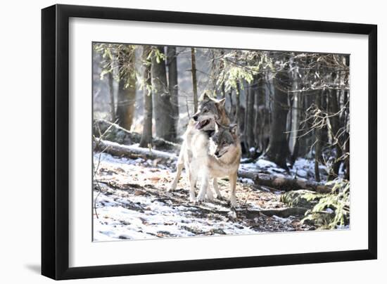 Wolves, Mating-Reiner Bernhardt-Framed Photographic Print