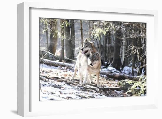 Wolves, Mating-Reiner Bernhardt-Framed Photographic Print