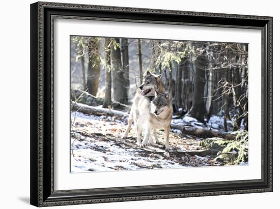 Wolves, Mating-Reiner Bernhardt-Framed Photographic Print