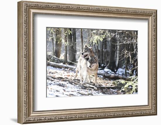 Wolves, Mating-Reiner Bernhardt-Framed Photographic Print