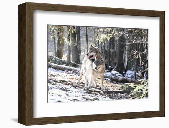 Wolves, Mating-Reiner Bernhardt-Framed Photographic Print