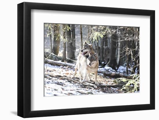 Wolves, Mating-Reiner Bernhardt-Framed Photographic Print