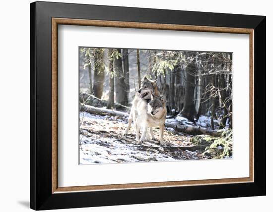 Wolves, Mating-Reiner Bernhardt-Framed Photographic Print