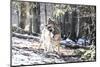 Wolves, Mating-Reiner Bernhardt-Mounted Photographic Print
