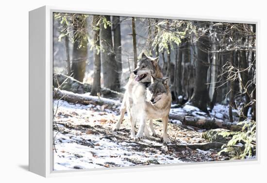 Wolves, Mating-Reiner Bernhardt-Framed Premier Image Canvas