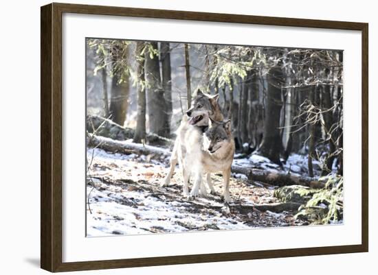 Wolves, Mating-Reiner Bernhardt-Framed Photographic Print