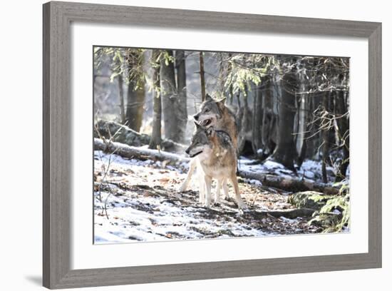 Wolves, Mating-Reiner Bernhardt-Framed Photographic Print