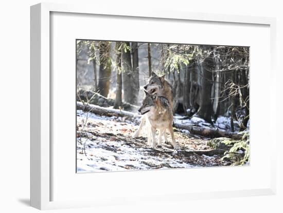 Wolves, Mating-Reiner Bernhardt-Framed Photographic Print