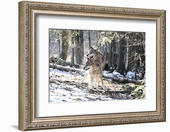 Wolves, Mating-Reiner Bernhardt-Framed Photographic Print