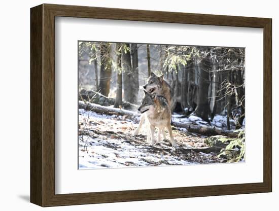 Wolves, Mating-Reiner Bernhardt-Framed Photographic Print