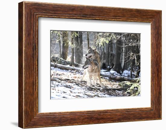 Wolves, Mating-Reiner Bernhardt-Framed Photographic Print