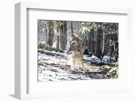 Wolves, Mating-Reiner Bernhardt-Framed Photographic Print