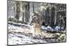 Wolves, Mating-Reiner Bernhardt-Mounted Photographic Print