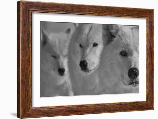 Wolves Three B&W-Gordon Semmens-Framed Photographic Print